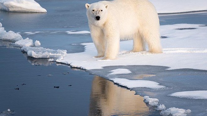 Gấu Bắc Cực tấn công đoàn quay phim tài liệu ở Greenland - Ảnh 1.