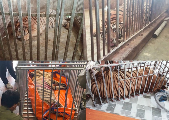 Vụ xây hầm nuôi nhốt trái phép 17 cá thể hổ ở Nghệ An, đây là loài hổ gì? - Ảnh 1.