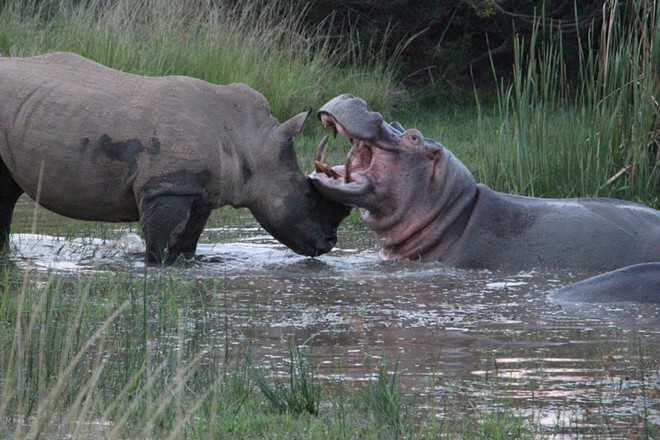 Clip: Cuộc ác đấu kinh điển giữa tê giác và hà mã - Ảnh 1.