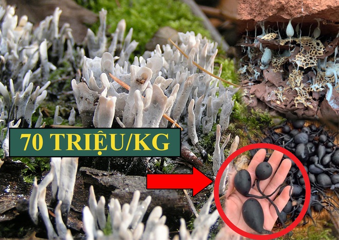 Đào tổ mối có những rễ trắng mọc ngược, phát hiện kho vàng đen giá đến 70 triệu đồng/kg - Ảnh 2.