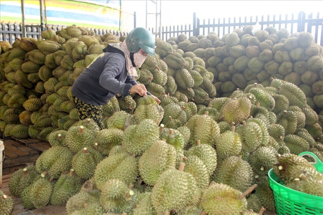 Không có chuyện “sầu riêng rớt giá thê thảm” - Ảnh 1.