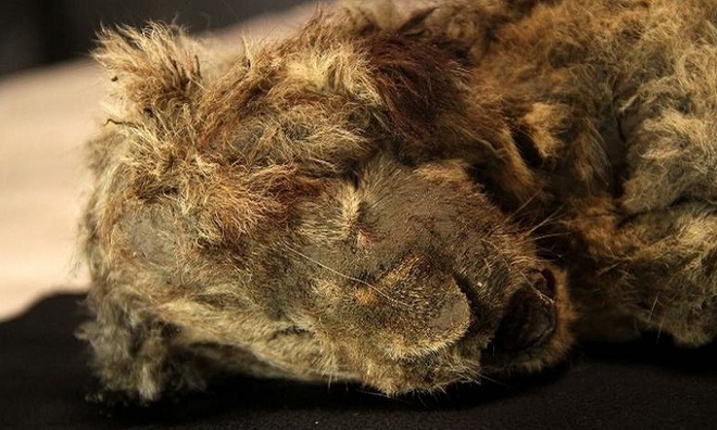 Phát hiện xác ướp sư tử còn nguyên nội tạng sau 28.000 năm - Ảnh 1.