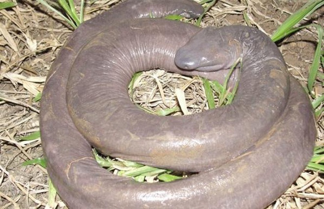 Kỳ lạ rắn dương vật xuất hiện ở Mỹ - Ảnh 3.
