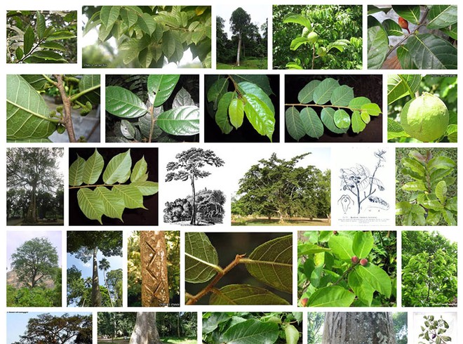 Lên rừng tuyệt đối tránh xa những loài cây này, có cây bạn sẽ chỉ đi thêm được 7 bước nếu trúng độc - Ảnh 4.