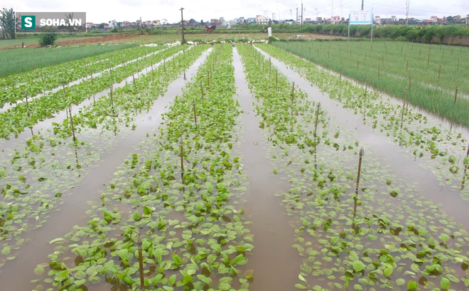 Dân hối hả neo thuyền, dầm mình trong nước gặt lúa, thu hoạch rau chạy bão Côn Sơn - Ảnh 6.