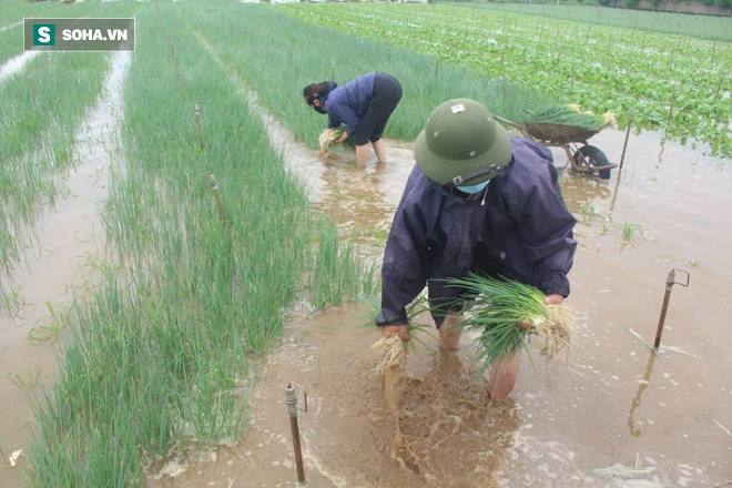 Dân hối hả neo thuyền, dầm mình trong nước gặt lúa, thu hoạch rau chạy bão Côn Sơn - Ảnh 7.