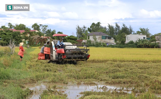 Dân hối hả neo thuyền, dầm mình trong nước gặt lúa, thu hoạch rau chạy bão Côn Sơn - Ảnh 8.