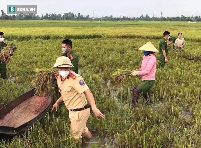 Dân hối hả neo thuyền, dầm mình trong nước gặt lúa, thu hoạch rau chạy bão Côn Sơn - Ảnh 9.