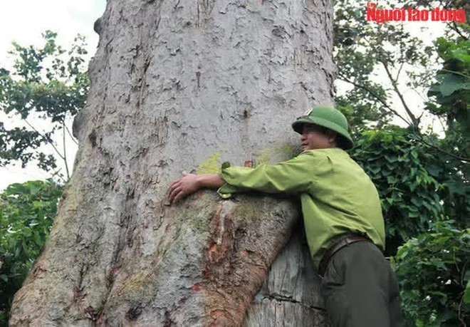 Ngắm cụ lim xanh ngàn năm tuổi duy nhất ở xứ Thanh - Ảnh 7.