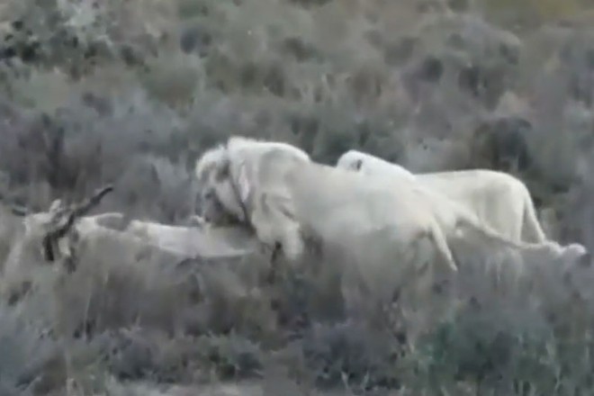 Clip: Bầy sư tử trắng quý hiếm săn linh dương nặng gần 1 tấn - Ảnh 1.