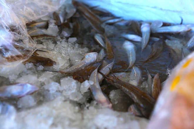 Hàng trăm tấn hải sản chất đầy kho đông lạnh không bán được vì dịch Covid-19 - Ảnh 12.