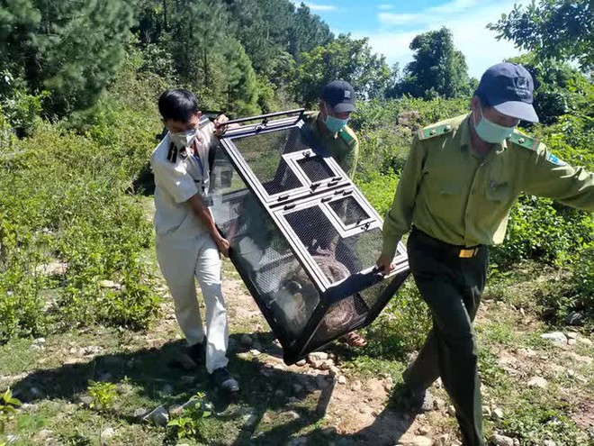 Clip: Trăn gấm quý hiếm xuất hiện ở trung tâm Đà Nẵng được thả về rừng an toàn - Ảnh 2.