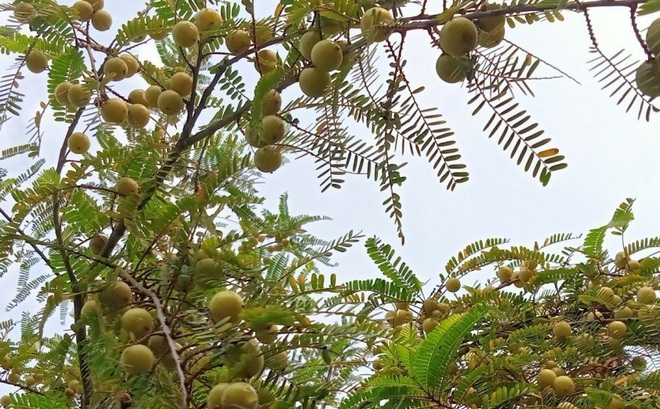 Cành quả me rừng hay gọi là mắc kham.