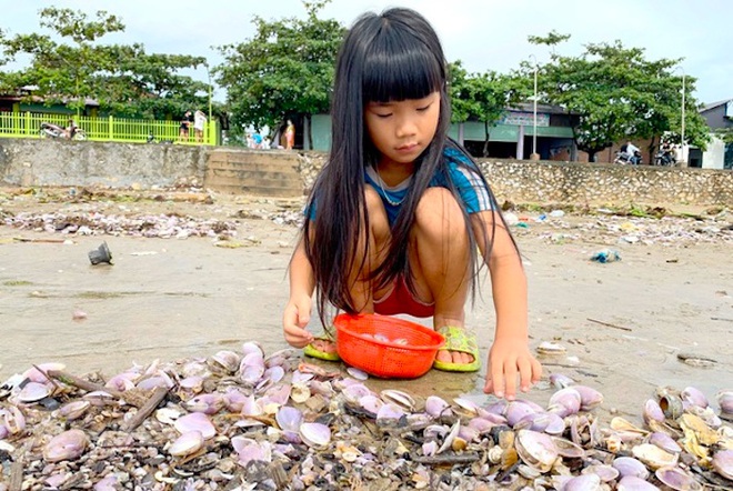 Hàng trăm người dân đổ xô đi vớt lộc biển sau lũ, kiếm tiền triệu một ngày - Ảnh 11.