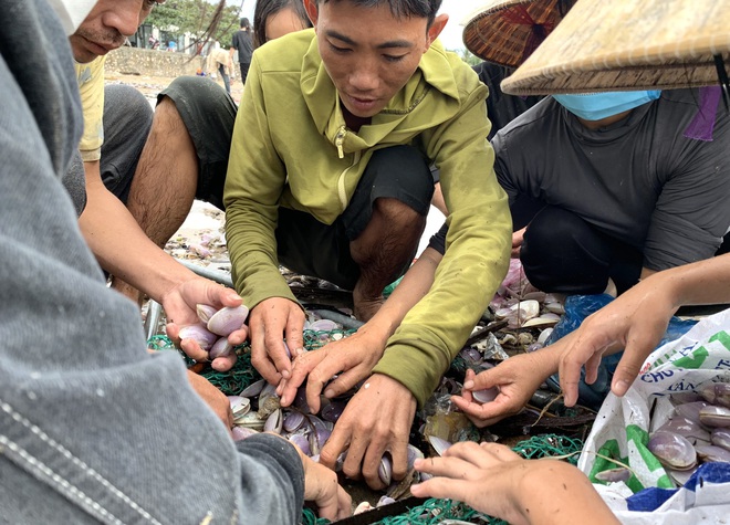 Hàng trăm người dân đổ xô đi vớt lộc biển sau lũ, kiếm tiền triệu một ngày - Ảnh 9.