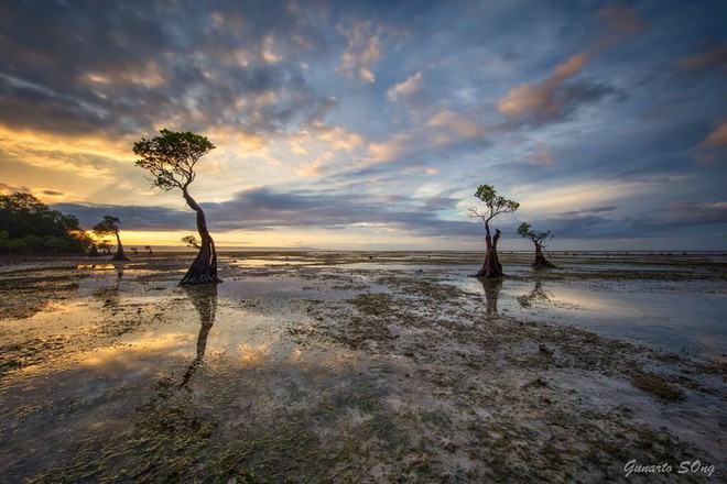 Độc đáo những cây ngập mặn nhảy múa trên đảo Sumba - Ảnh 2.