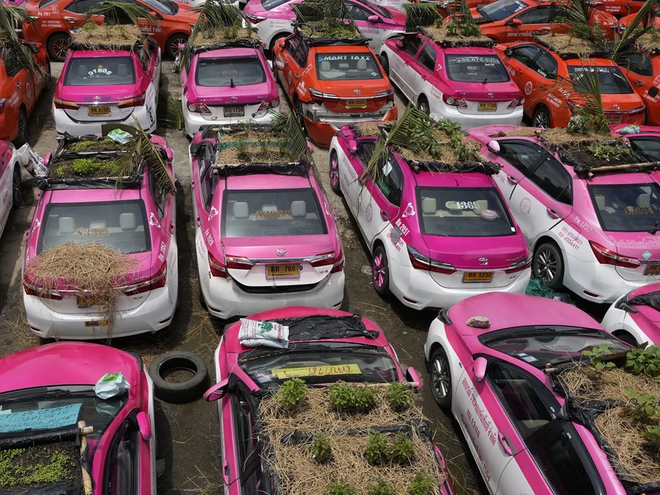 Bị bỏ không vì Covid, hàng nghìn taxi ở Thái Lan biến thành... vườn rau cứu đói tài xế  - Ảnh 2.