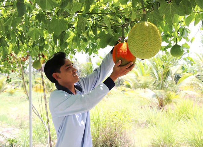 Phát triển những mô hình nông nghiệp mới, triển vọng - Ảnh 2.