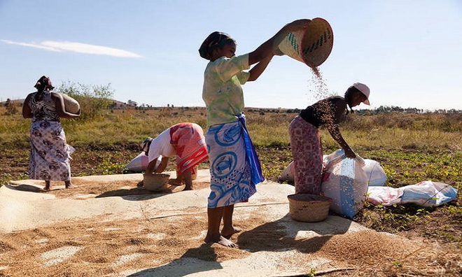 Đáng báo động, Madagascar đang trải qua nạn đói đầu tiên trên thế giới hoàn toàn do biến đổi khí hậu gây ra - Ảnh 3.