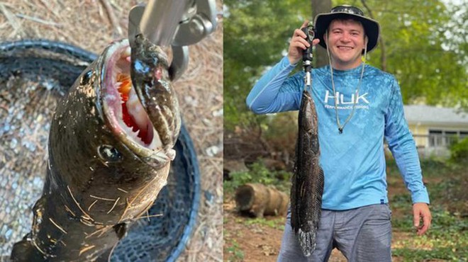 C&acirc;u được c&aacute; c&oacute; răng nanh, cần thủ Mỹ bối rối - Ảnh 1.