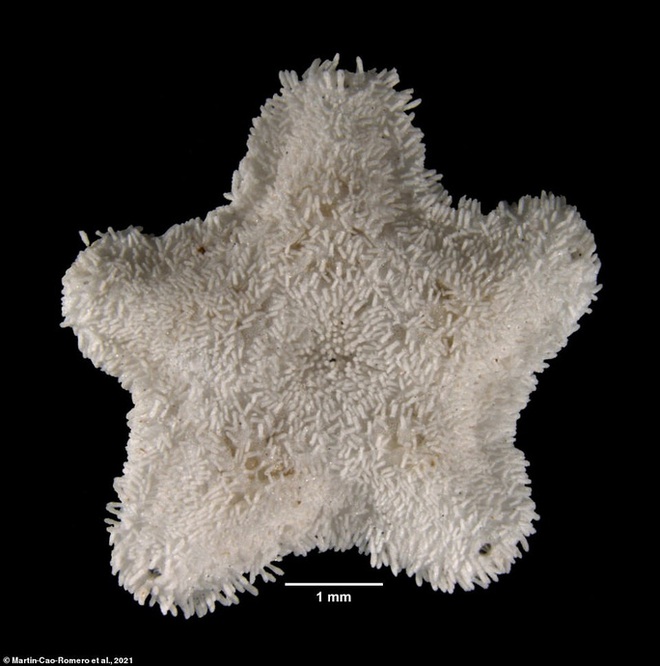 Phát hiện 6 loài khủng long cùng hơn 500 loài mới trong năm 2021 - Ảnh 14.