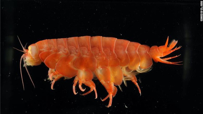 Phát hiện 6 loài khủng long cùng hơn 500 loài mới trong năm 2021 - Ảnh 5.