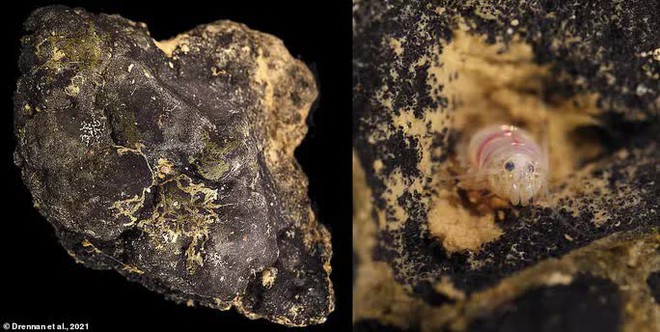 Phát hiện 6 loài khủng long cùng hơn 500 loài mới trong năm 2021 - Ảnh 11.