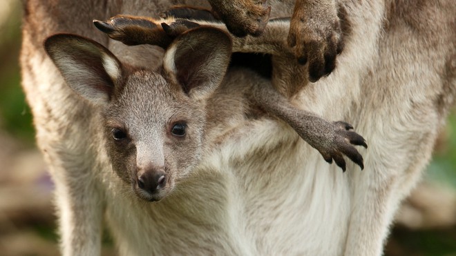 Khám phá điều đặc biệt bên trong túi của kangaroo mẹ - Ảnh 1.