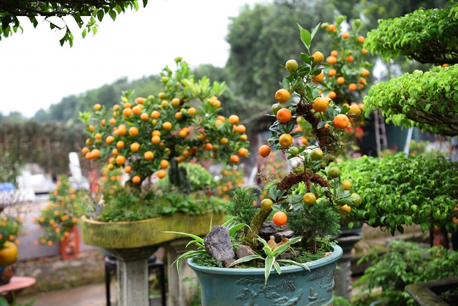 Quất cần thăng độc lạ, cháy hàng ngay từ đầu tháng giáp Tết - Ảnh 15.