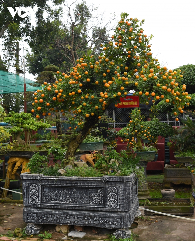 Quất cần thăng độc lạ, cháy hàng ngay từ đầu tháng giáp Tết - Ảnh 3.