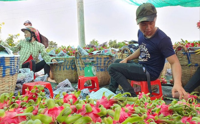 Lượng lớn thanh long tắc đầu ra. Ảnh: N.Huy