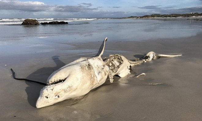 Kỳ án đại dương ở Nam Phi: Xác cá mập chết liên tục dạt vào bờ biển, tất cả đều bị móc mất lá gan - Ảnh 6.