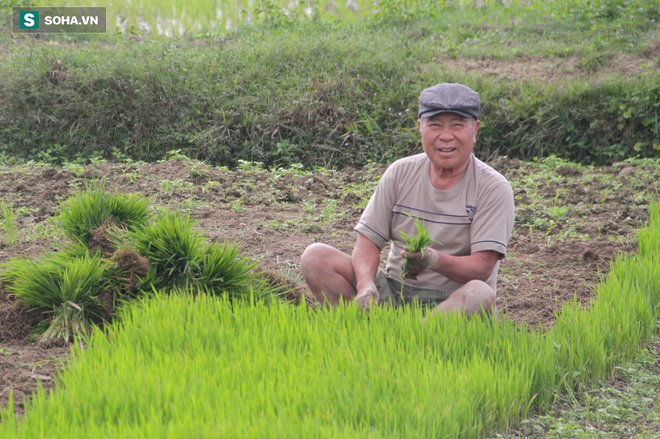 Những người phụ nữ còng lưng lội ruộng cấy thuê kiếm nửa triệu mỗi ngày - Ảnh 6.