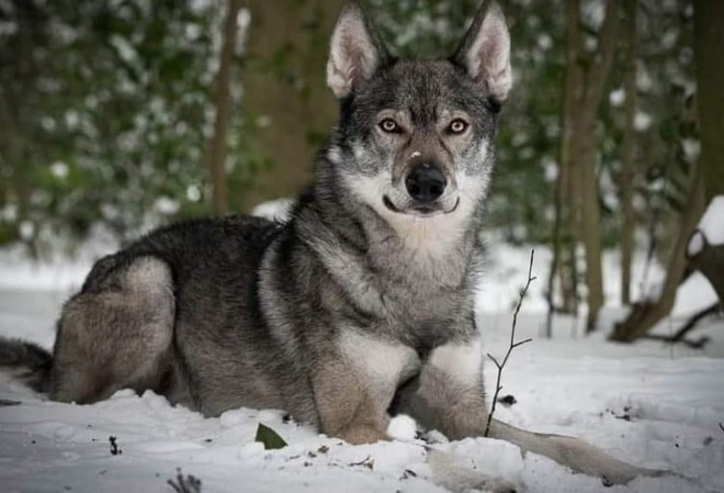 Choáng với chú chó có ngoại hình giống hệt sói hoang hung dữ - Ảnh 4.