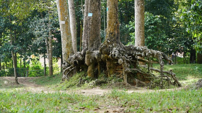 Lạ kỳ những bộ rễ cây khổng lồ tại Trà Vinh - Ảnh 4.