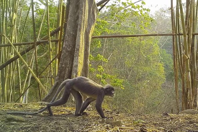  Tìm thấy khỉ ma ở vùng sông Mê Kông  - Ảnh 1.