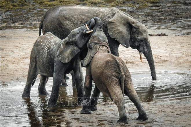 Các nước châu Phi cảnh báo về nguy cơ tuyệt chủng của loài voi rừng - Ảnh 1.