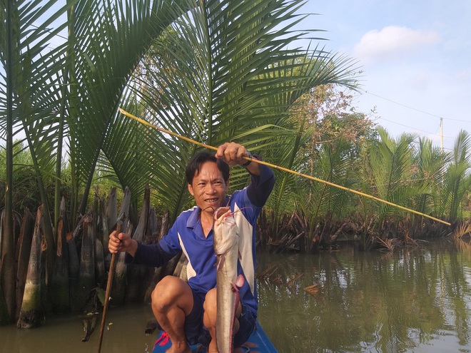 Săn loài cá có nọc cực độc ở Cà Mau - Ảnh 5.