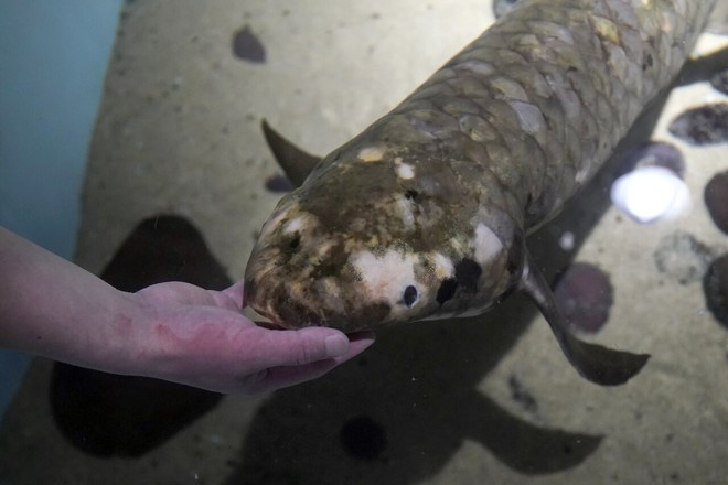 Mục sở thị con cá cảnh sống lâu nhất thế giới - Ảnh 2.