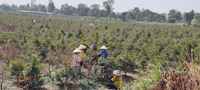 Lo thất thu vụ hoa kiểng Tết - Ảnh 1.