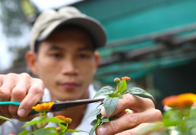 Bỏ việc về quê, 2 vợ chồng trẻ phù phép loài hoa dại thành bonsai độc lạ đắt tiền - Ảnh 6.