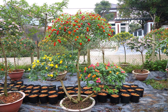 Bỏ việc về quê, 2 vợ chồng trẻ phù phép loài hoa dại thành bonsai độc lạ đắt tiền - Ảnh 10.