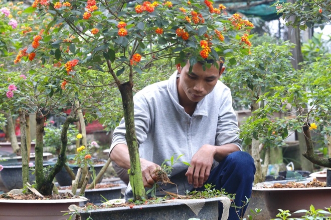 Bỏ việc về quê, 2 vợ chồng trẻ phù phép loài hoa dại thành bonsai độc lạ đắt tiền - Ảnh 4.