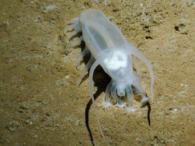 Sea Pig, một trong những loài động vật kỳ lạ nhất dưới biển  - Ảnh 8.