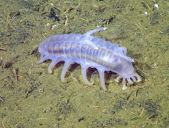 Sea Pig, một trong những loài động vật kỳ lạ nhất dưới biển  - Ảnh 9.