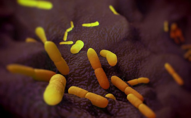 Hình ảnh đồ họa về vi khuẩn Yersinia pestis gây nên đại dịch vào thế kỷ 14. Những người có một số biến thể di truyền nhất định sẽ có khả năng chống lại vi khuẩn này nhiều hơn sau đại dịch - Ảnh: GETTY