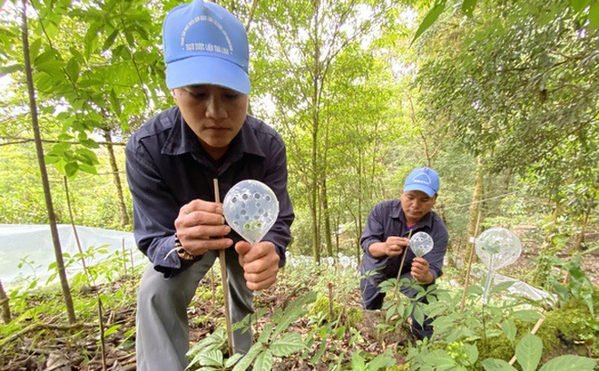 Quảng Nam, Kon Tum và Lai Châu là 3 địa phương tập trung phát triển vùng nguyên liệu sâm - Ảnh: LÊ TRUNG