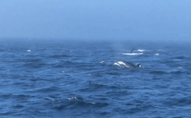 Đàn cá voi trong cuộc chạm trán