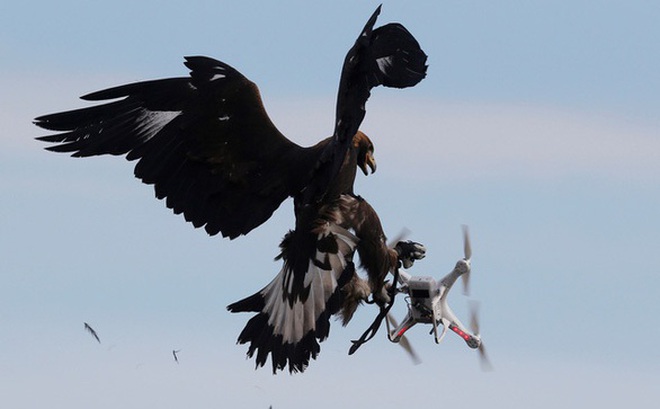 Hình ảnh đại bàng săn máy bay không người lái ở một căn cứ phía tây nam của Pháp - Ảnh: REUTERS