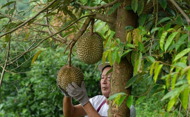 Thái Lan từng là quốc gia duy nhất được phép xuất khẩu sầu riêng tươi sang Trung Quốc, nhưng giờ tình hình đã thay đổi - Ảnh: SCMP/SHUTTERSTOCK